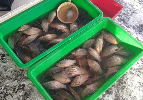 На Хмельниччині оштрафували продавців риби
