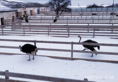 На Хмельниччині можна відвідати страусину ферму