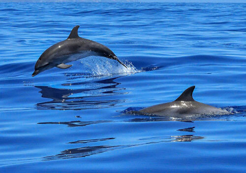 Екологи б’ють на сполох: рашисти «денацифікують» дельфінів Чорного моря