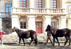 На Хмельниччині прихистили коней із Чорнобиля рідкісної породи