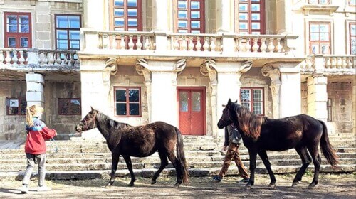 На Хмельниччині прихистили коней із Чорнобиля рідкісної породи