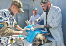 Хмельницькі ветеринари надали допомогу службовим собакам у звільнених містах Київщини