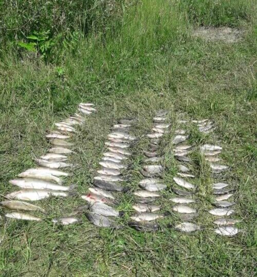 За риболовлю на річці Случ браконьєри сплатять штраф та збитки, заподіяні навколишньому середовищу