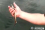 На Хмельниччині у сітку браконьєрів потрапила рибка вартістю 48 тисяч гривень