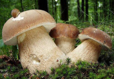 На Шепетівщині подружжя отруїлося грибами