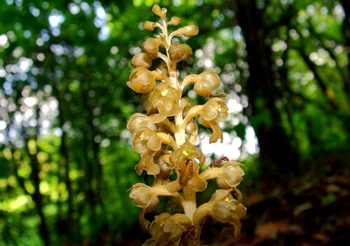 У лісах Шепетівщини росте унікальна червонокнижна орхідея