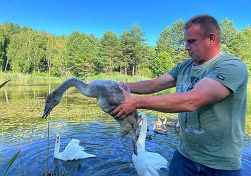 У Шепетівському районі лісівники врятували лебедя (Відео)