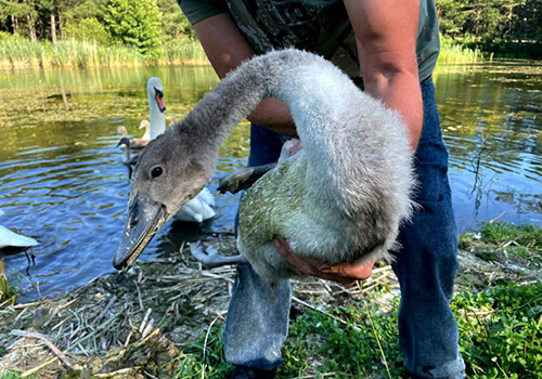 У Шепетівському районі лісівники врятували лебедя (Відео)