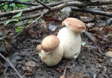 Працівники одного з лісгоспів Хмельниччини «вполювали» два центнера  грибів