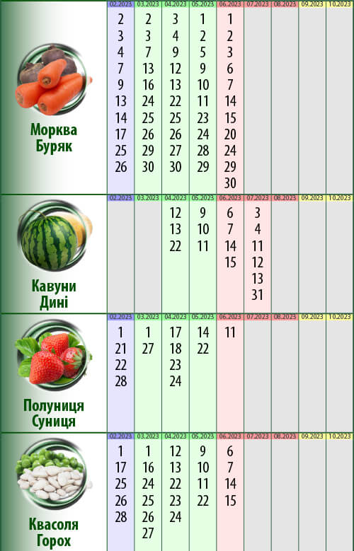 Посівний календар: квасоля (горох), капуста, цибуля