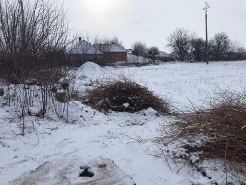 На Хмельниччині шукають, хто вирубав вербу в парковій зоні