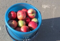 На Хмельниччині інваліда оштрафували за торгівлю яблуками