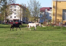 Коні на газоні: на Шепетівщині шукають власника бездоглядних тварин