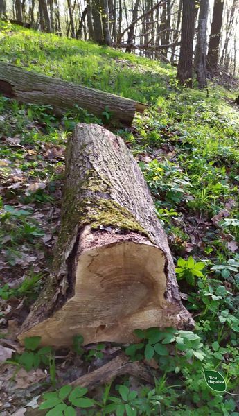 Двох чоловік застали «на гарячому» в лісі на Хмельниччині