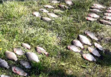 На Шепетівщині затримали браконьєра: збитки завдані біоресурсам встановлюють