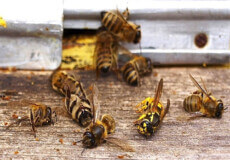 На Шепетівщині загинули 86 бджолосімей, майже стільки ж опинились у критичному стані