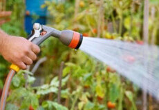 У селищі на Шепетівщині у вихідні та на свята заборонили поливати городи водою з крана