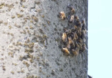 Рій взявся нізвідки: у сусідній із Хмельниччиною області бджоли до смерті покусали чоловіка