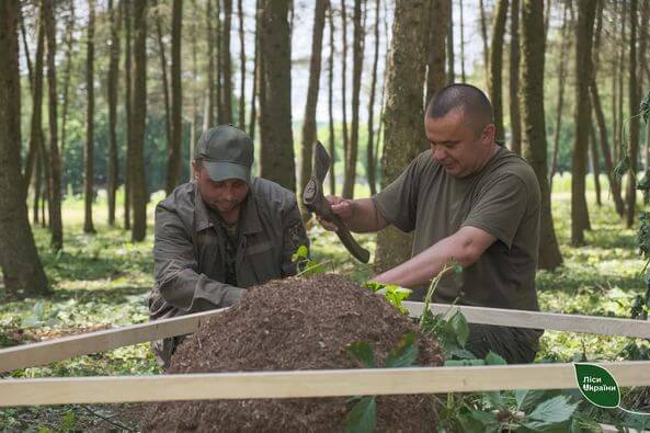 На Хмельниччині лісівники щороку захищають мурашники від руйнувань