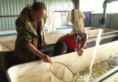 Рибне господарство на Хмельниччині: у кожній ванні перебуває приблизно 200 тисяч рибинок