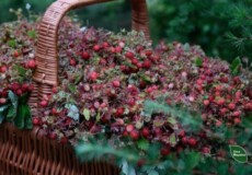На Хмельниччині лісівники висушили тонну суниці: частину вітамінів передають військовим