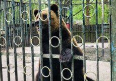 Призначили екологічну експертизу: у справі ведмедя-невільника з Хмельниччини є зрушення