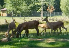 На Шепетівщині в сім’ї благородних оленів сталося поповнення