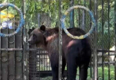 На Хмельниччині ситуація з ведмедем-невільником Балу набула резонансу