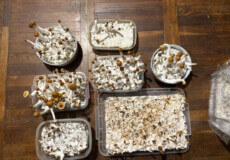 «Фермер» вирощував веселі гриби у власному помешканні: інцидент у сусідній із Хмельниччиною області