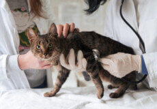 Анемія у котів: причини, симптоми та профілактичні заходи