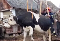 На Шепетівщині з погреба діставали корову