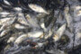 Понад 263 тисячі рибин вселили у водойми Хмельниччини