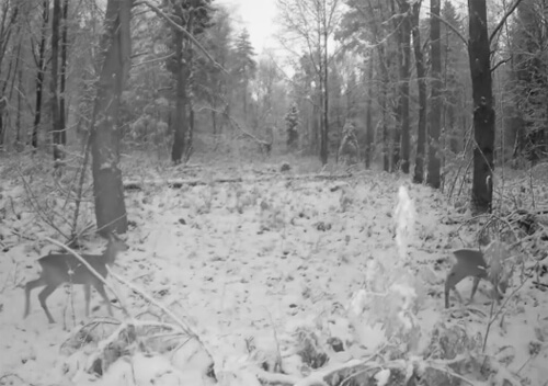 На Хмельниччині та Буковині до фотопасток потрапляли різні звірі