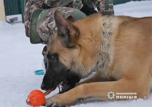 Кінологиня із Хмельниччини розповіла, як допомогти домашнім улюбленцям пережити вибухи