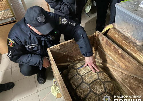 На Хмельниччині поліцейські вилучили черепах із пересувної виставки