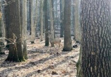 На Хмельниччині лісівники під час шумового прогону зафільмували тендітну козулю