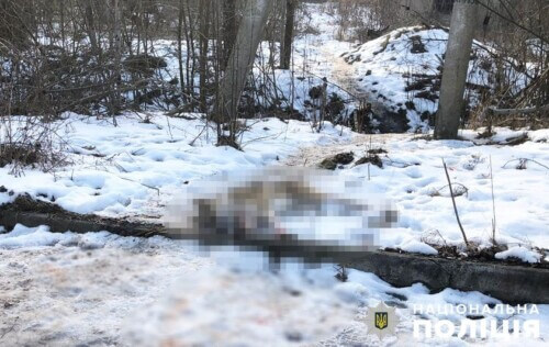 Чоловік застрелив безпритульного собаку, бо помічав, що він їсть курей