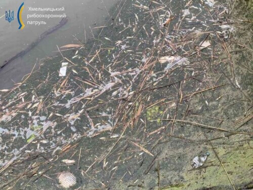На Хмельниччині загинули кілька сотень екземплярів водних біоресурсів