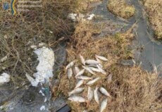 На Хмельниччині загинули кілька сотень екземплярів водних біоресурсів