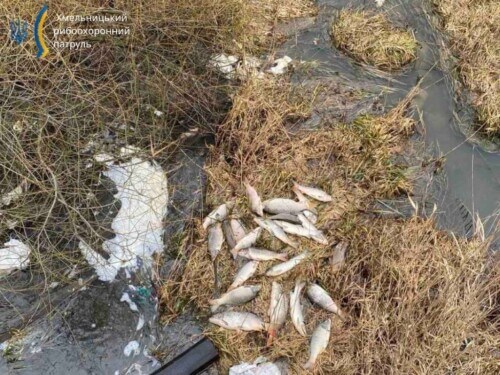 На Хмельниччині загинули кілька сотень екземплярів водних біоресурсів