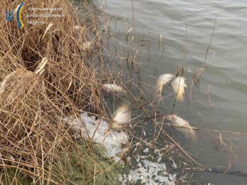 На Хмельниччині загинули кілька сотень екземплярів водних біоресурсів
