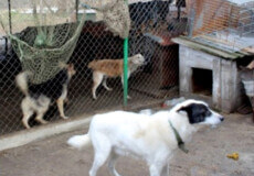 У громаді на Шепетівщині назвали головну причину зростання кількості безпритульних тварин