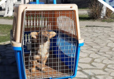 У громаді на Шепетівщині почали безкоштовно стерилізувати безпритульних тварин