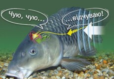 Чи є у риби вуха: пояснює Хмельницький рибгосп