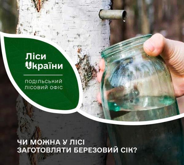 Для заготівлі березового соку в лісі потрібно мати спеціальний дозвіл