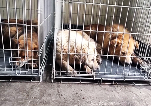 Міська рада на Хмельниччині запросила благодійників, аби вирішити питання з безпритульними собаками