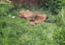 На Шепетівщині під час ліквідації пожеж вогнеборці виявили тіла чоловіка та жінки