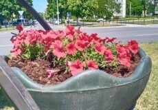 На Шепетівщині камери зафіксували «шанувальницю» сульфіній