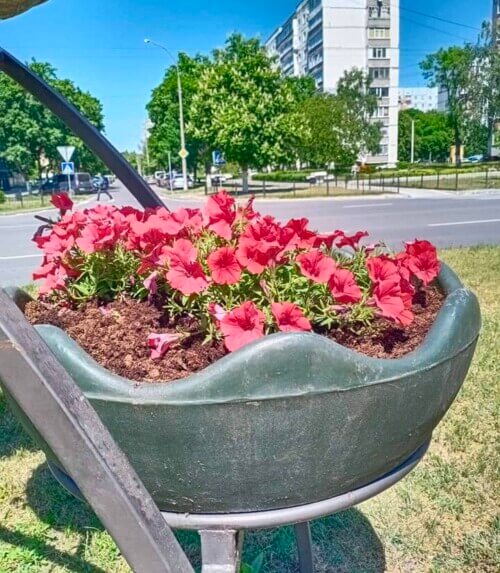 На Шепетівщині камери зафіксували «шанувальницю» сульфіній