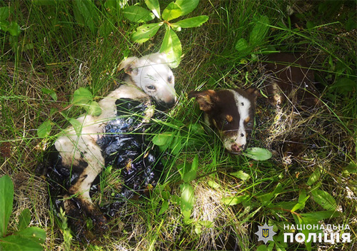 На Хмельниччині шериф витяг цуценят із липкої пастки